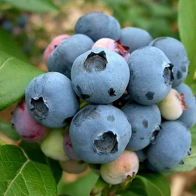 Голубика КОЛЛИНЗ  Голубика КОЛЛИНЗ в Рязани