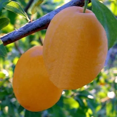 Слива НАТАША  Слива НАТАША в Рязани