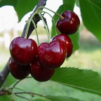 Черешня СТЕЛЛА в Рязани