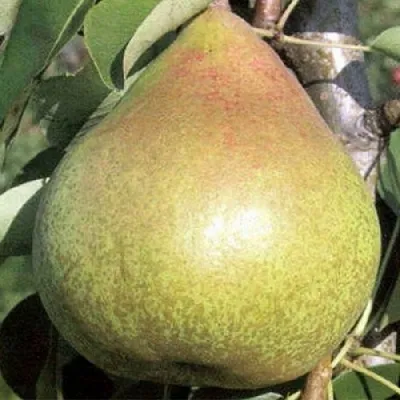 Груша КОРОЛЛА  Груша КОРОЛЛА в Рязани