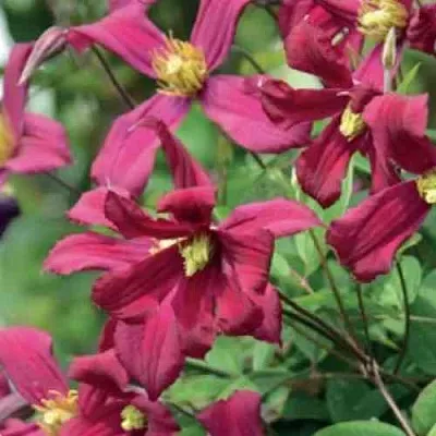 Клематис СТРОУБЕРРИ ФИЛДС  Клематис СТРОУБЕРРИ ФИЛДС в Рязани