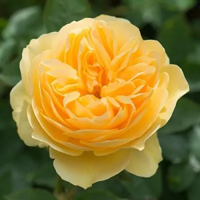 Саженцы роз ГРЕХАМ ТОМАС английская  Саженцы роз ГРЕХАМ ТОМАС английская в Рязани