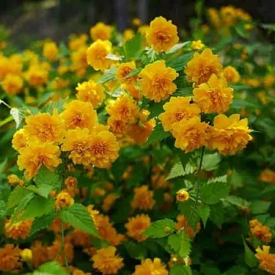 Керрия японская ПЛЕНИФЛОРА  Керрия японская ПЛЕНИФЛОРА в Рязани