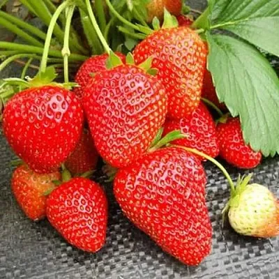 Клубника ВИМА РИНА ремонтантная  Клубника ВИМА РИНА ремонтантная в Рязани