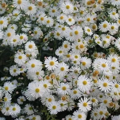 Болтония СНОУБЭНК  Болтония СНОУБЭНК в Рязани