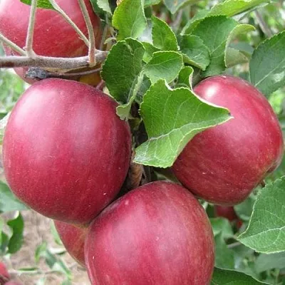 Яблоня МОСКОВСКОЕ ОЖЕРЕЛЬЕ колонновидная  Яблони Московское Ожерелье колонновидная в Рязани