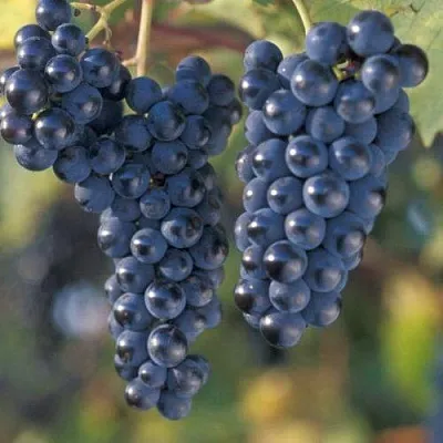 Виноград МАРКЕТТ  Виноград МАРКЕТТ в Рязани