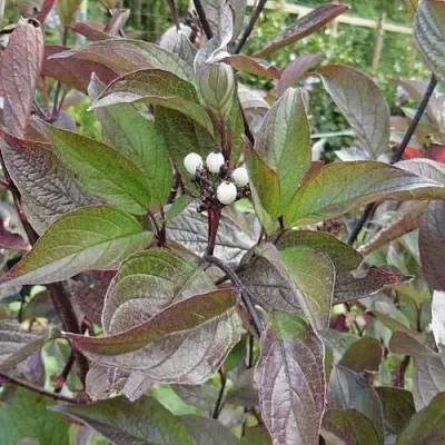 Дерен КЕССЕЛЬРИНГИ  Дерен КЕССЕЛЬРИНГИ в Рязани