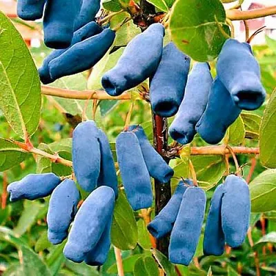 Жимолость съедобная НИМФА (ГАММА)  Жимолость съедобная НИМФА (ГАММА) в Рязани