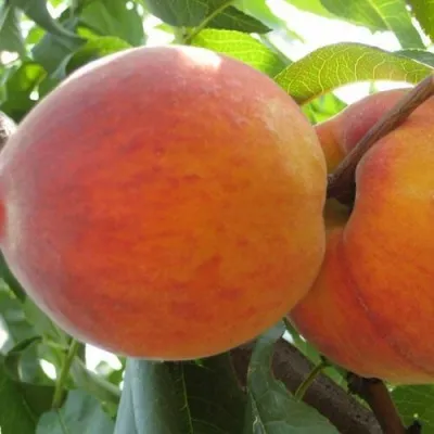 Персик СОЧНЫЙ — описание сорта Персик СОЧНЫЙ в Рязани