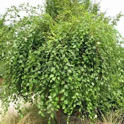 Береза САММЕР КАСКАД черная  Береза САММЕР КАСКАД черная в Рязани