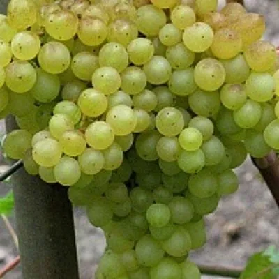 Виноград КИШМИШ 342  Виноград КИШМИШ 342 в Рязани