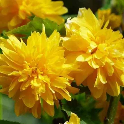 Керрия японская АУРЕОВАРИЕГАТТА — описание сорта Керрия японская АУРЕОВАРИЕГАТТА в Рязани