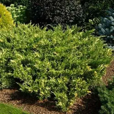 Можжевельник ВАРИЕГАТА казацкий  Можжевельник ВАРИЕГАТА казацкий в Рязани