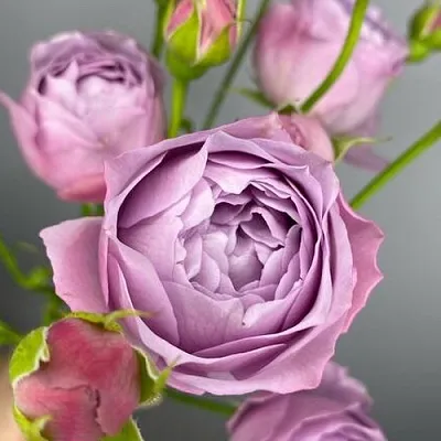 Саженцы роз ЛАВЕНДЕР БАБЛС спрей  Саженцы роз ЛАВЕНДЕР БАБЛС спрей в Рязани