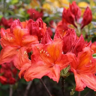 Азалия ЛИЛИНШТЕЙН японская  Азалия ЛИЛИНШТЕЙН японская в Рязани