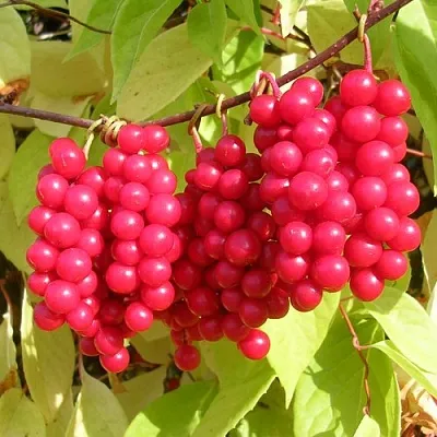 Лимонник  Лимонник в Рязани