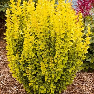 Барбарис ГОЛДЕН ТОРЧ тунберга  Барбарис ГОЛДЕН ТОРЧ тунберга в Рязани