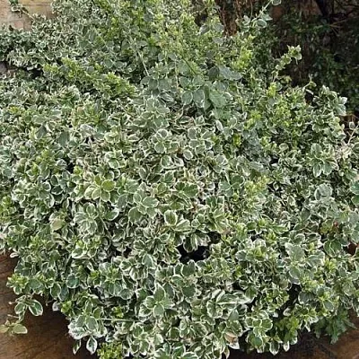 Бересклет ЭМЕРАЛЬД ГАИТИ форчуна  Бересклет ЭМЕРАЛЬД ГАИТИ форчуна в Рязани