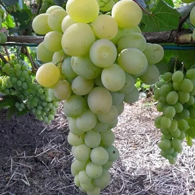 Виноград ФРУМОАСА АЛБЭ  Виноград ФРУМОАСА АЛБЭ в Рязани