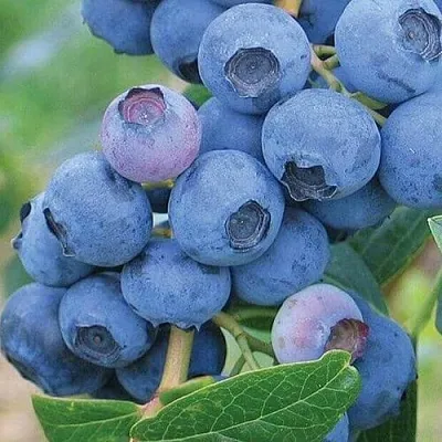 Голубика ЭРЛИБЛЮ  Голубика ЭРЛИБЛЮ в Рязани