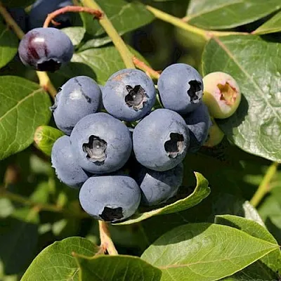 Голубика ШАНТЕКЛЕР  Голубика ШАНТЕКЛЕР в Рязани