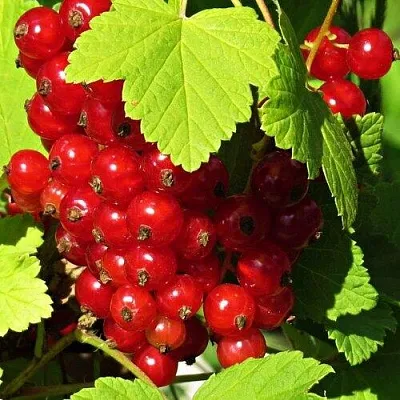Смородина красная ГАЗЕЛЬ  Смородина красная ГАЗЕЛЬ в Рязани