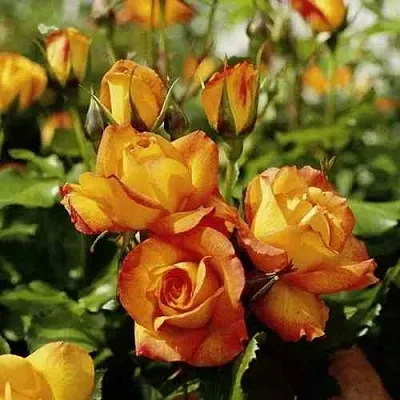 Саженцы роз САХАРА плетистая  Саженцы роз САХАРА плетистая в Рязани