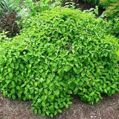 Дерен КЕЛСЕИ шелковистый   Дерен КЕЛСЕИ шелковистый  в Рязани