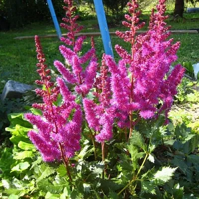 Астильба ЭЛИЗАБЕТ ВАН ВИН японская  Астильба ЭЛИЗАБЕТ ВАН ВИН японская в Рязани