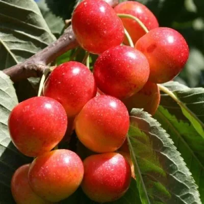 Черешня ГАСТИНЕЦ — описание сорта Черешня ГАСТИНЕЦ в Рязани