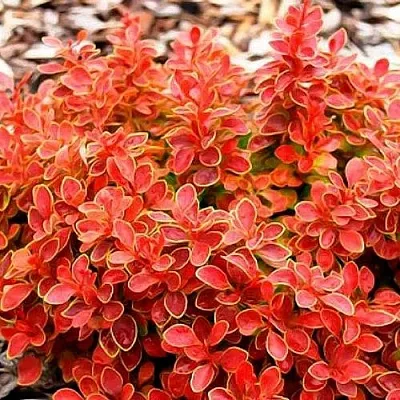 Барбарис КОРАЛ тунберга  Барбарис КОРАЛ тунберга в Рязани