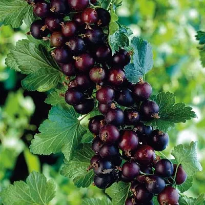 Йошта  Йошта в Рязани