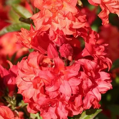 Азалия ФОЙЕРКОПФЕН крупноцветковая  Азалия ФОЙЕРКОПФЕН крупноцветковая в Рязани