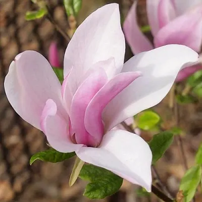 Магнолия БЕТТИ  Магнолия БЕТТИ в Рязани