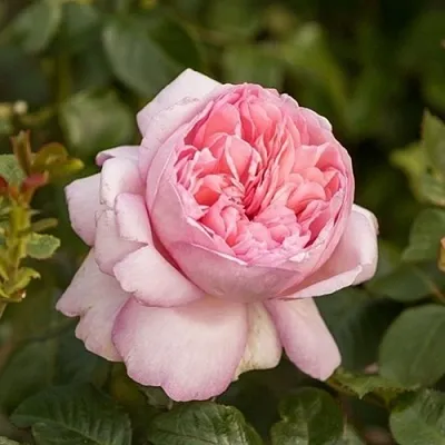 Саженцы роз МАУРИЦИЯ чайно-гибридная  Саженцы роз МАУРИЦИЯ чайно-гибридная в Рязани