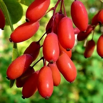 Кизил  Кизил в Рязани