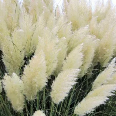 Кортадерия белая (пампасная трава) в Рязани