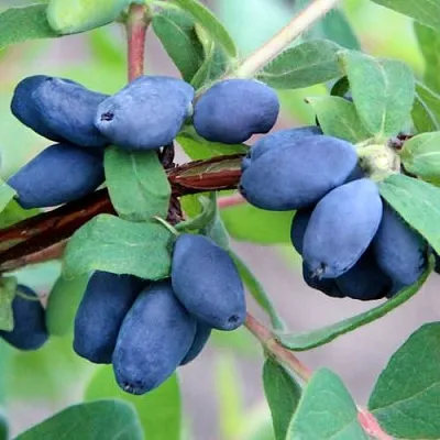 Жимолость съедобная ХОНЕЙ БИ  Жимолость съедобная ХОНЕЙ БИ в Рязани