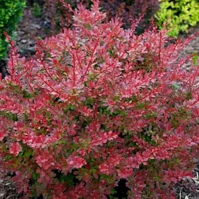 Барбарис ГОЛДЕН РИНГ тунберга  Барбарис ГОЛДЕН РИНГ тунберга в Рязани