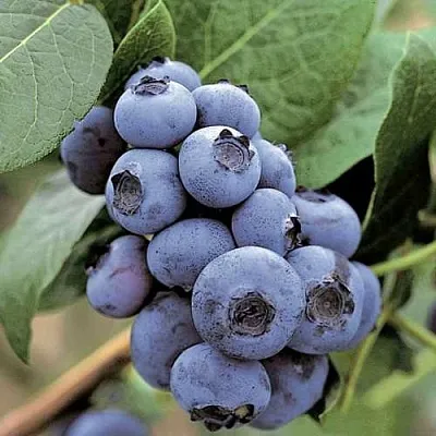 Голубика ПАТРИОТ  Голубика ПАТРИОТ в Рязани