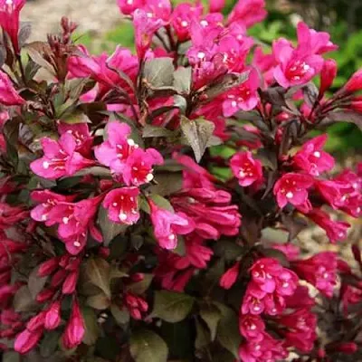 Вейгела БЛЭК РУБИ  Вейгела БЛЭК РУБИ в Рязани