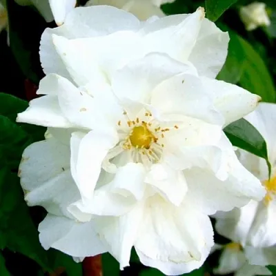 Жасмин РОЗАЦЕ  Жасмин РОЗАЦЕ в Рязани