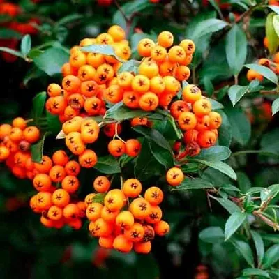 Пираканта ОРАНЖ ГЛОУ  Пираканта ОРАНЖ ГЛОУ в Рязани