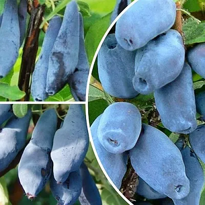 Комплект СИЯНИЕ ГЛАЗ в Рязани