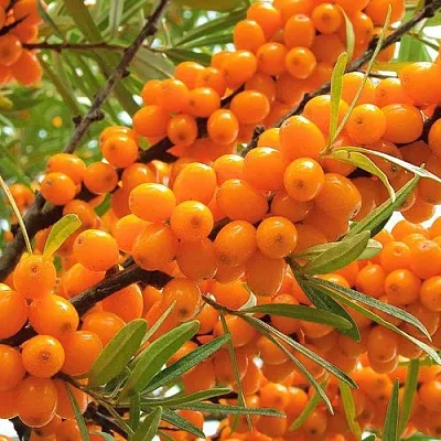 Облепиха  Облепиха в Рязани