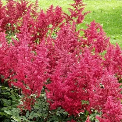 Астильба СКАЙСКРЕЙПЕР китайская  Астильба СКАЙСКРЕЙПЕР китайская в Рязани