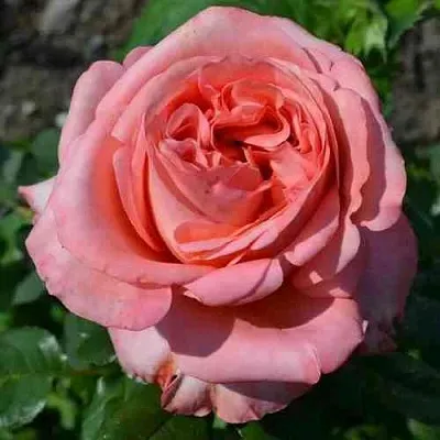 Саженцы роз ЛОНДОН АЙ чайно-гибридная  Саженцы роз ЛОНДОН АЙ чайно-гибридная в Рязани