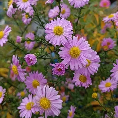 Астра СТРОУБЕРРИ ЭНД КРИМ новобельгийская  Астра СТРОУБЕРРИ ЭНД КРИМ новобельгийская в Рязани