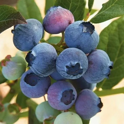 Голубика ОСОРНО  Голубика ОСОРНО в Рязани